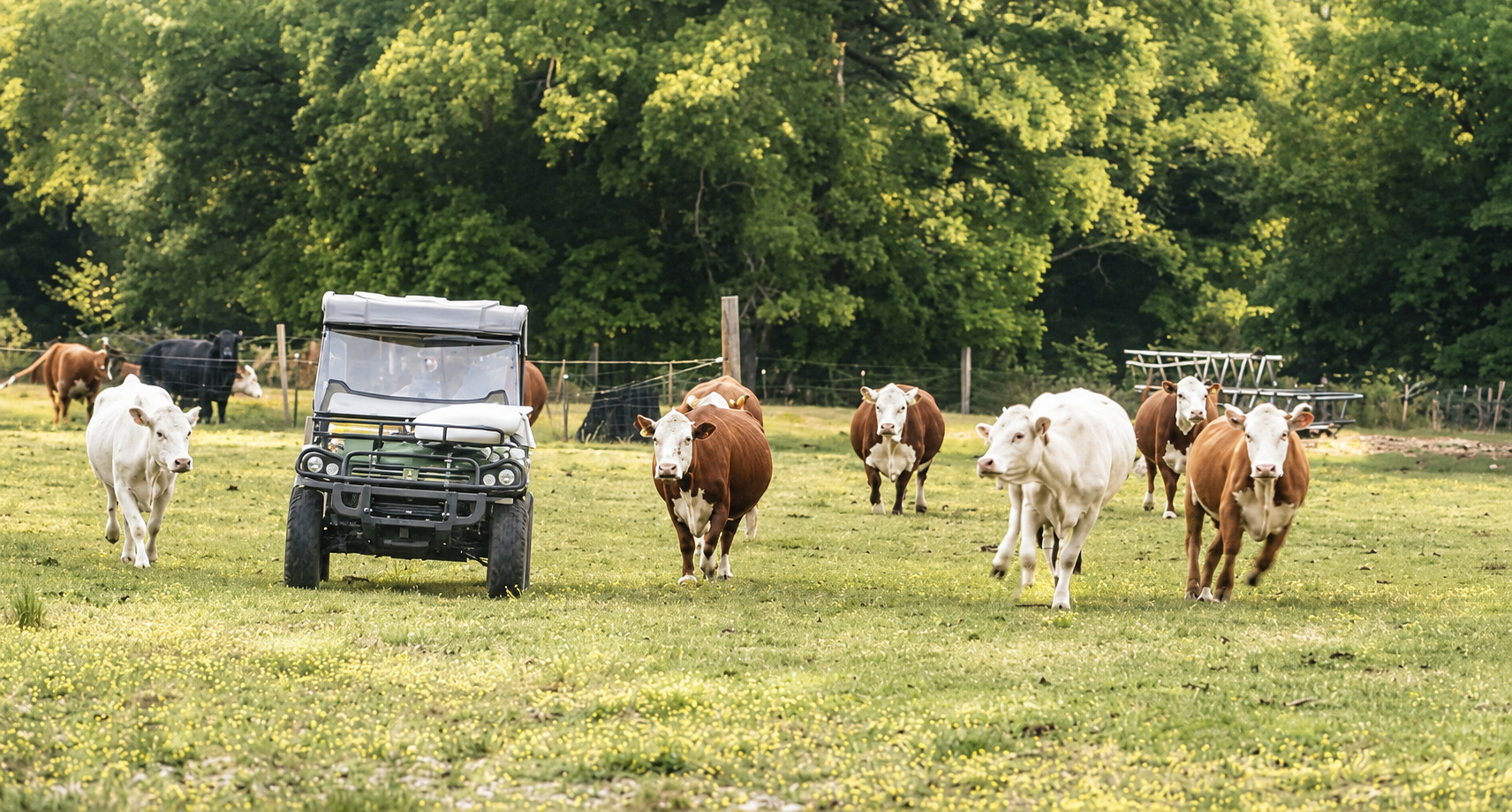 Grass-fed cattle with their farmer on a family farm, the trusted source of tallow used in Remnant Oil Apothecary's handcrafted skincare.